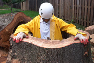 Grounds maintenance means Tree Service!