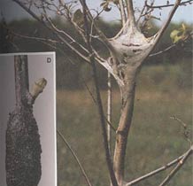 Tent Caterpillar