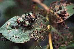 Japanese Beetle