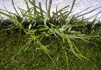 Crab Grass